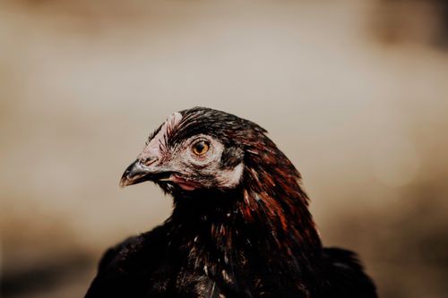 Free Detailed close-up of a chicken with a blurred background, showcasing its features. Stock Photo