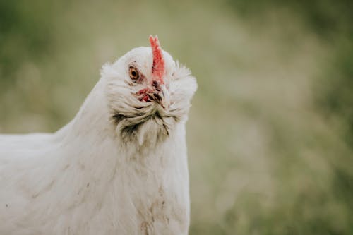Free stock photo of chicken, hen, poultry