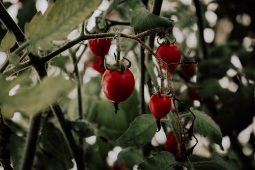 Free stock photo of grow your own, plants, tomato