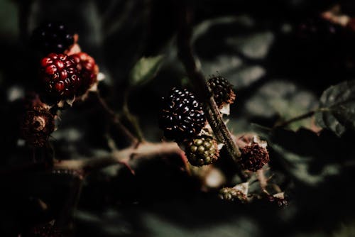 Free stock photo of blackberries, blackberry, bramble