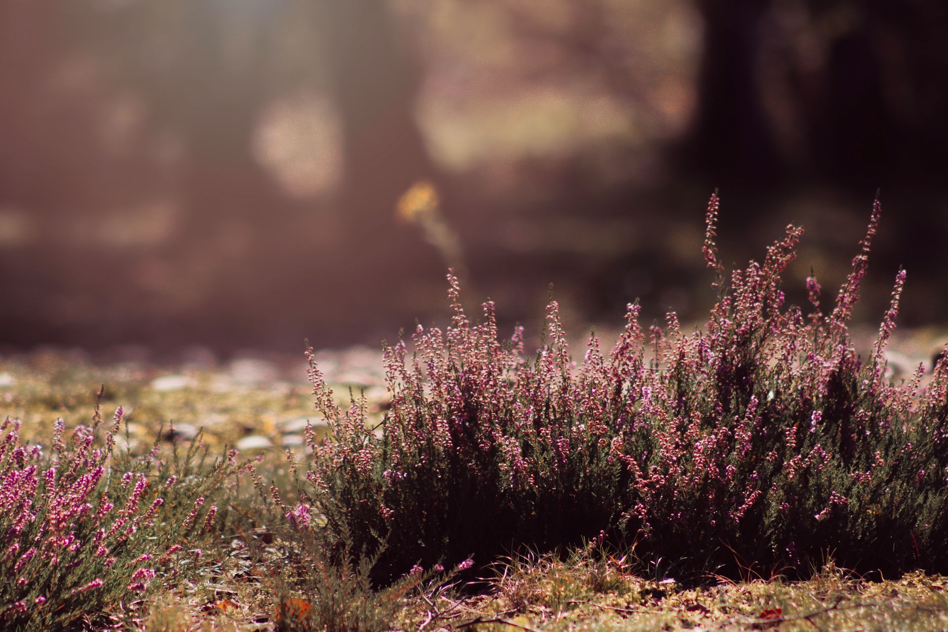 Lush heather plants bathed in gentle sunlight, creating a serene nature scene.