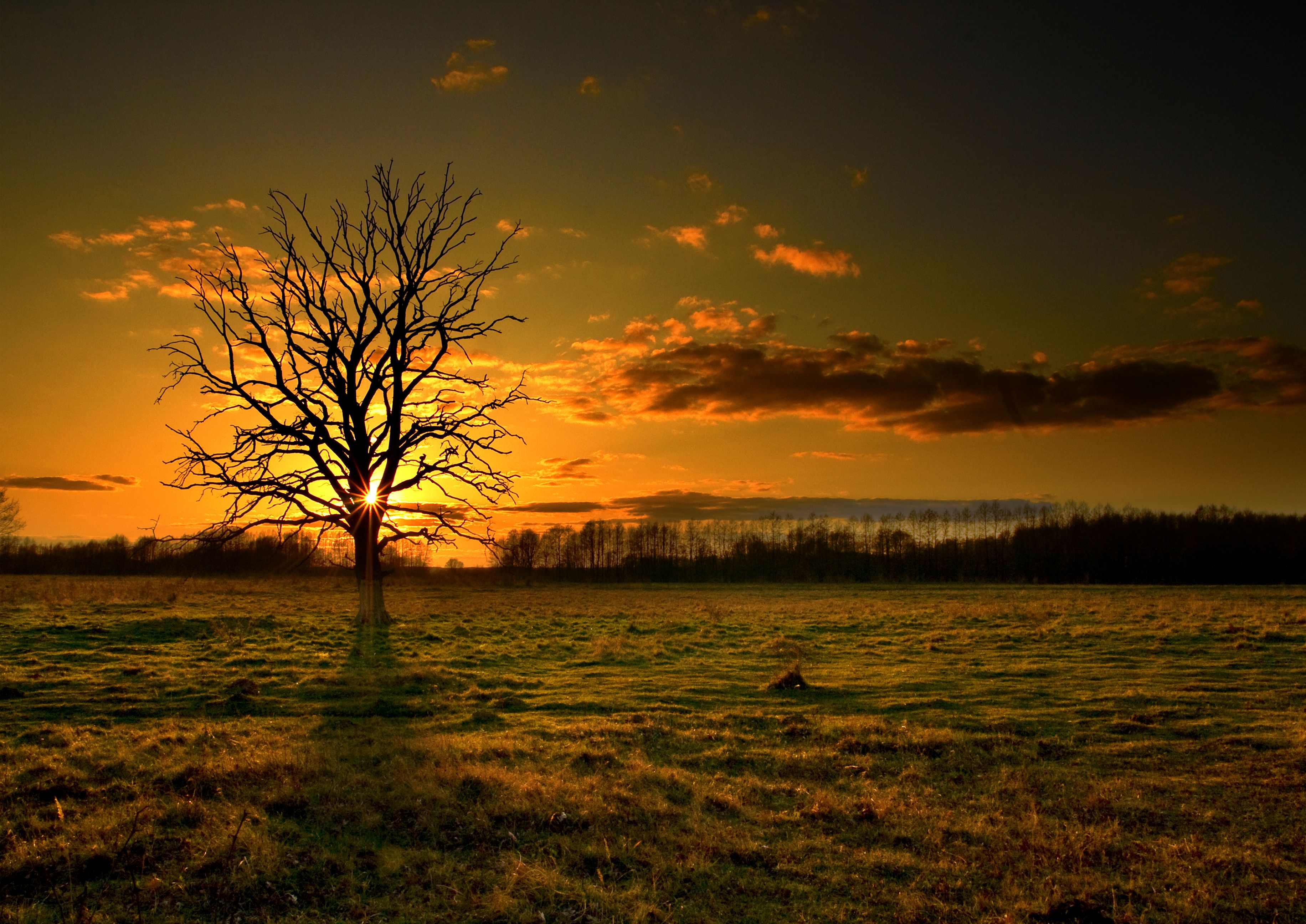 Silhouette of a leafless tree against a dramatic sunset in an open field, evoking tranquility.