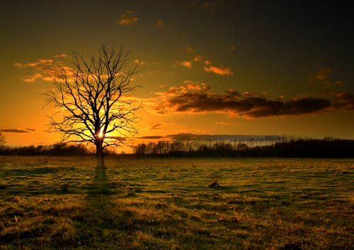 Silhouette of a Leafless Tree on a Grassy Field during Sunset
