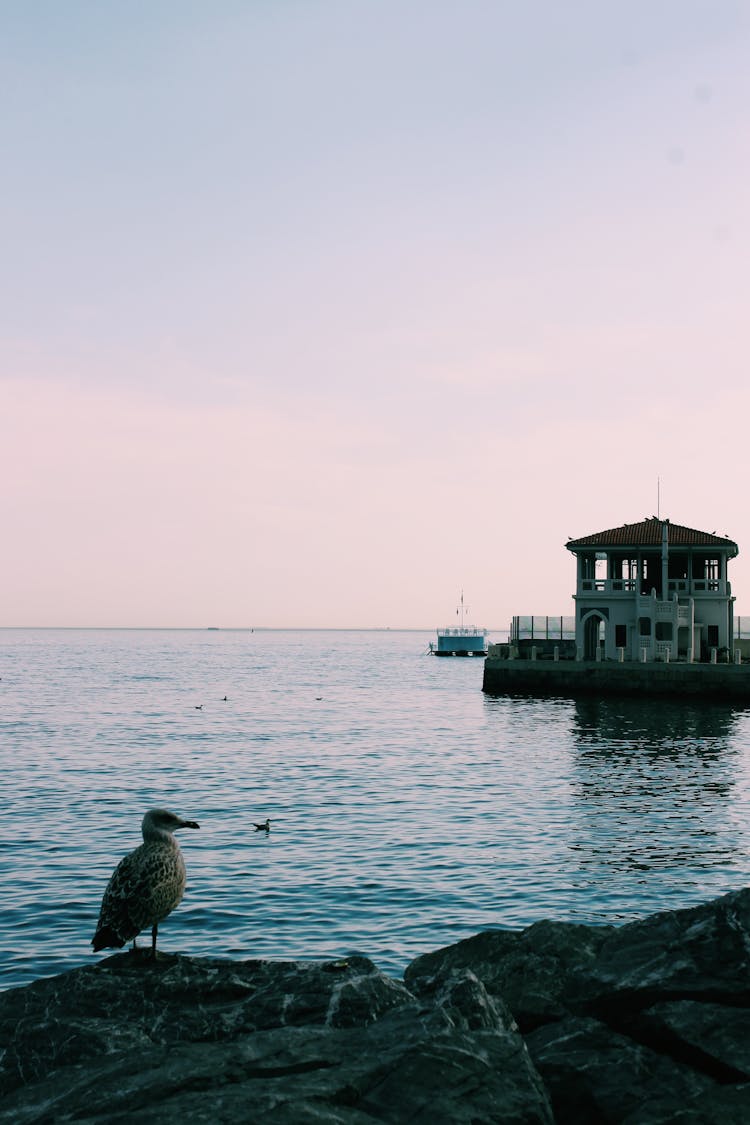 Seagull Sitting On Rocks By Sea Side