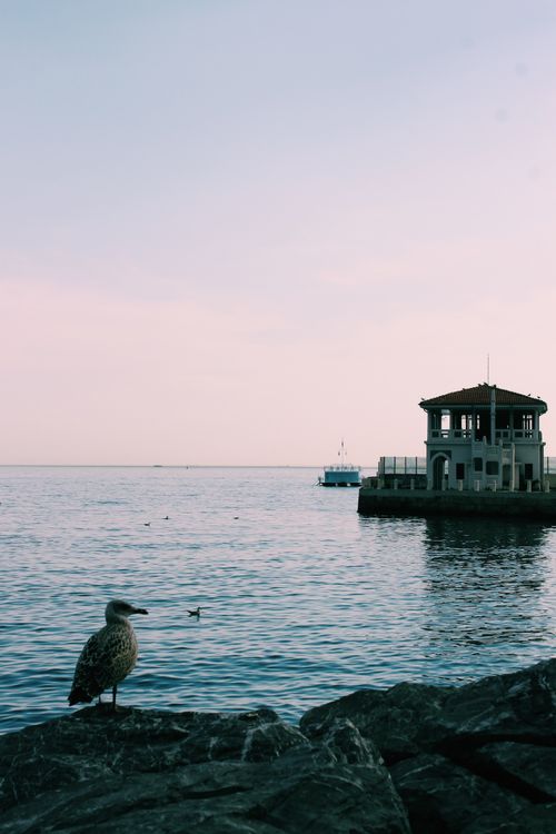 Free A tranquil seaside view at dawn featuring a seagull on rocks, a distant building, and calm waters. Stock Photo