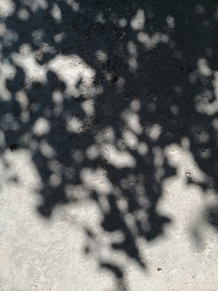 Shadow Of Tree Branches And Leaves On A Wall 