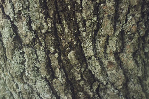 Free stock photo of bark, forest, moss