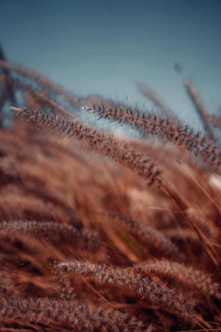 Close-up Photo Of Purple Fountain Grass