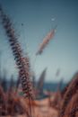 Clinging Seeds of Grass in Close-up Shot