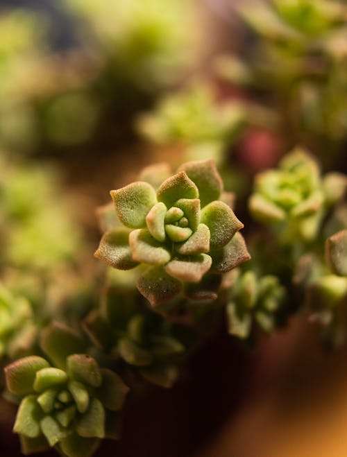 Close-up Photo of a Succulent Plant