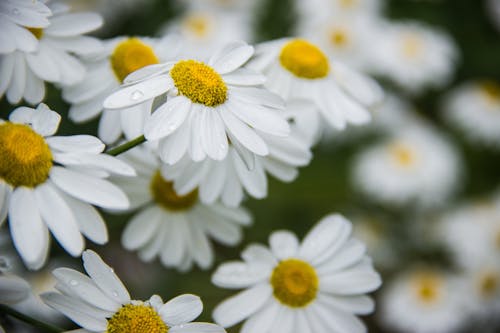 Безкоштовне стокове фото на тему «білі квіти, білі ромашки, впритул»