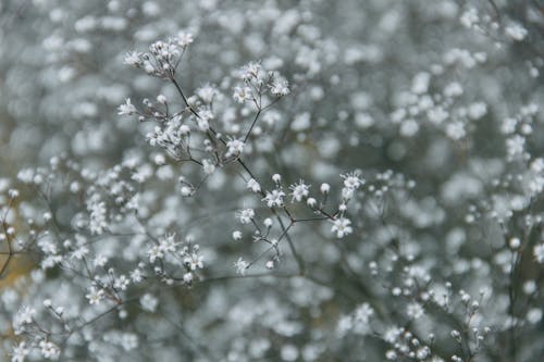 Close-up Photo of Tiny White Flowers