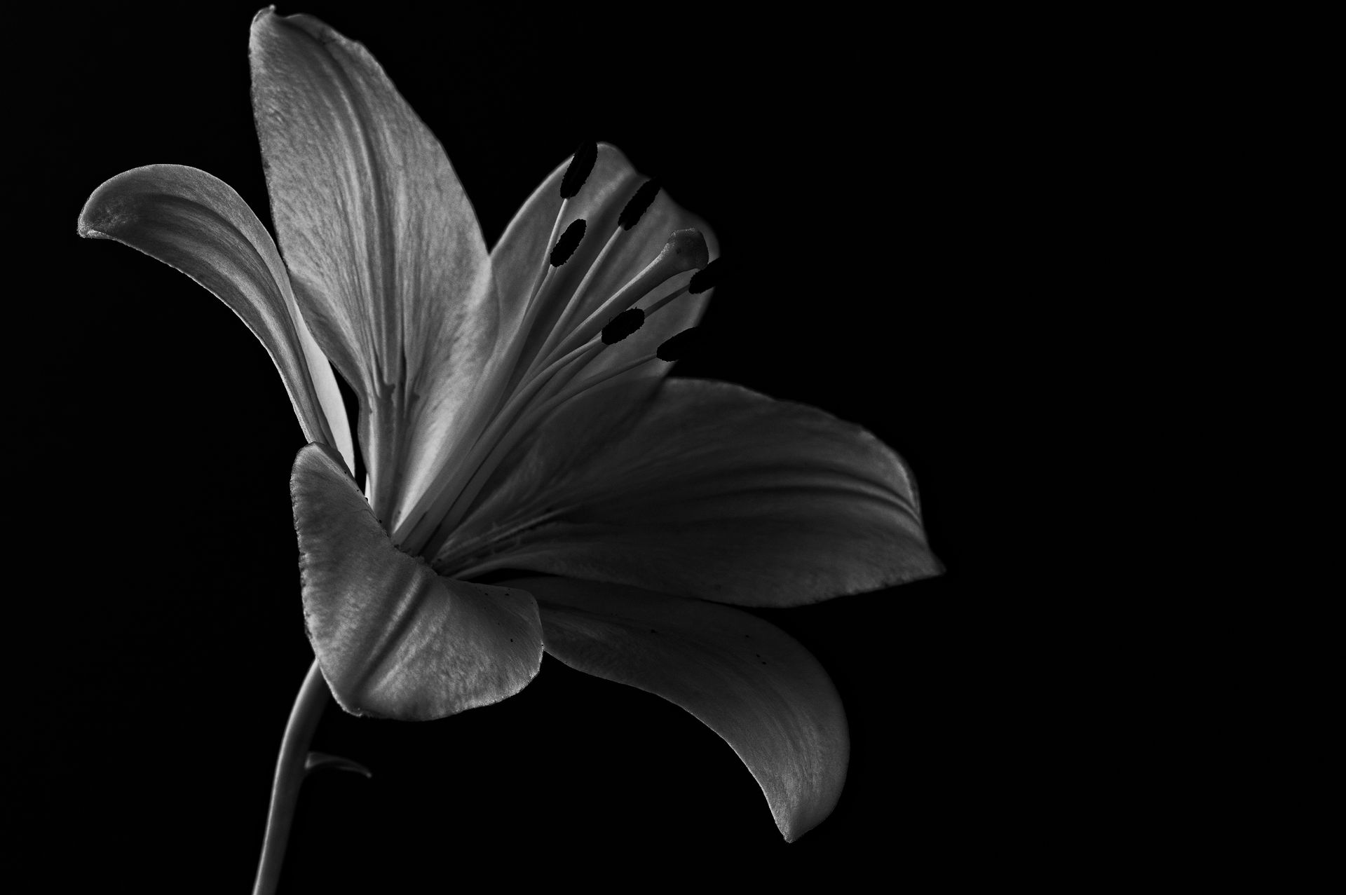 Dramatic close-up of a lily in grayscale highlighting its delicate texture.