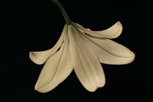 Darmowe zdjęcie z galerii z czarne tło, fotografia kwiatowa, lilia