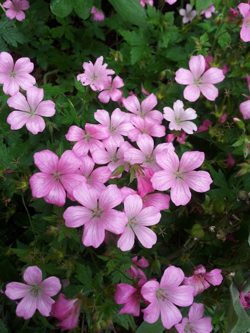 Pink Flowers With Green Leaves