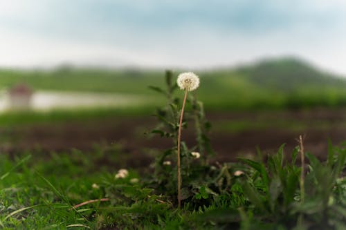 White Dandelion Flower on the Grass Field