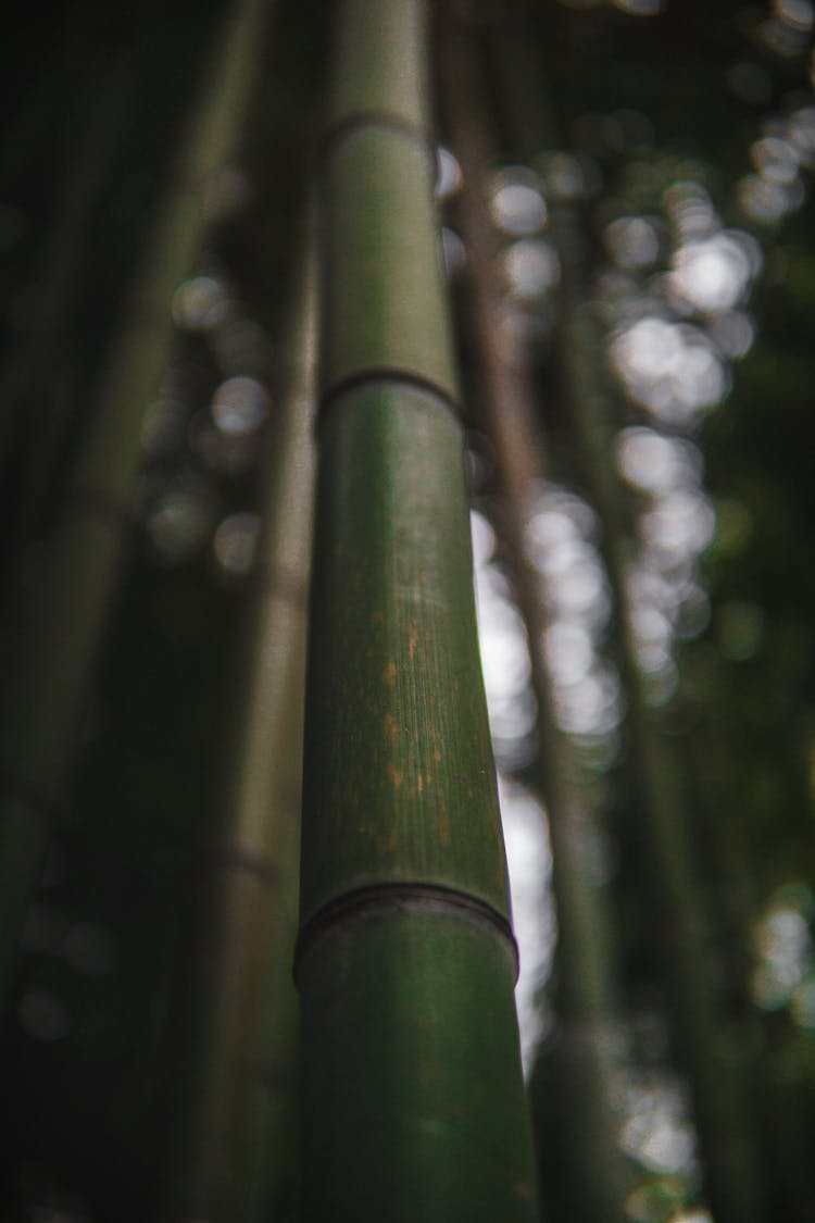 Green Bamboo Stalk