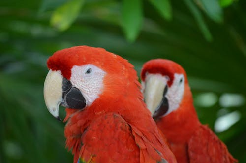 Close Up Photography of Scarlet Macaws