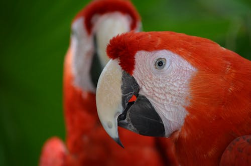 Red Macaw in Close Up Photography