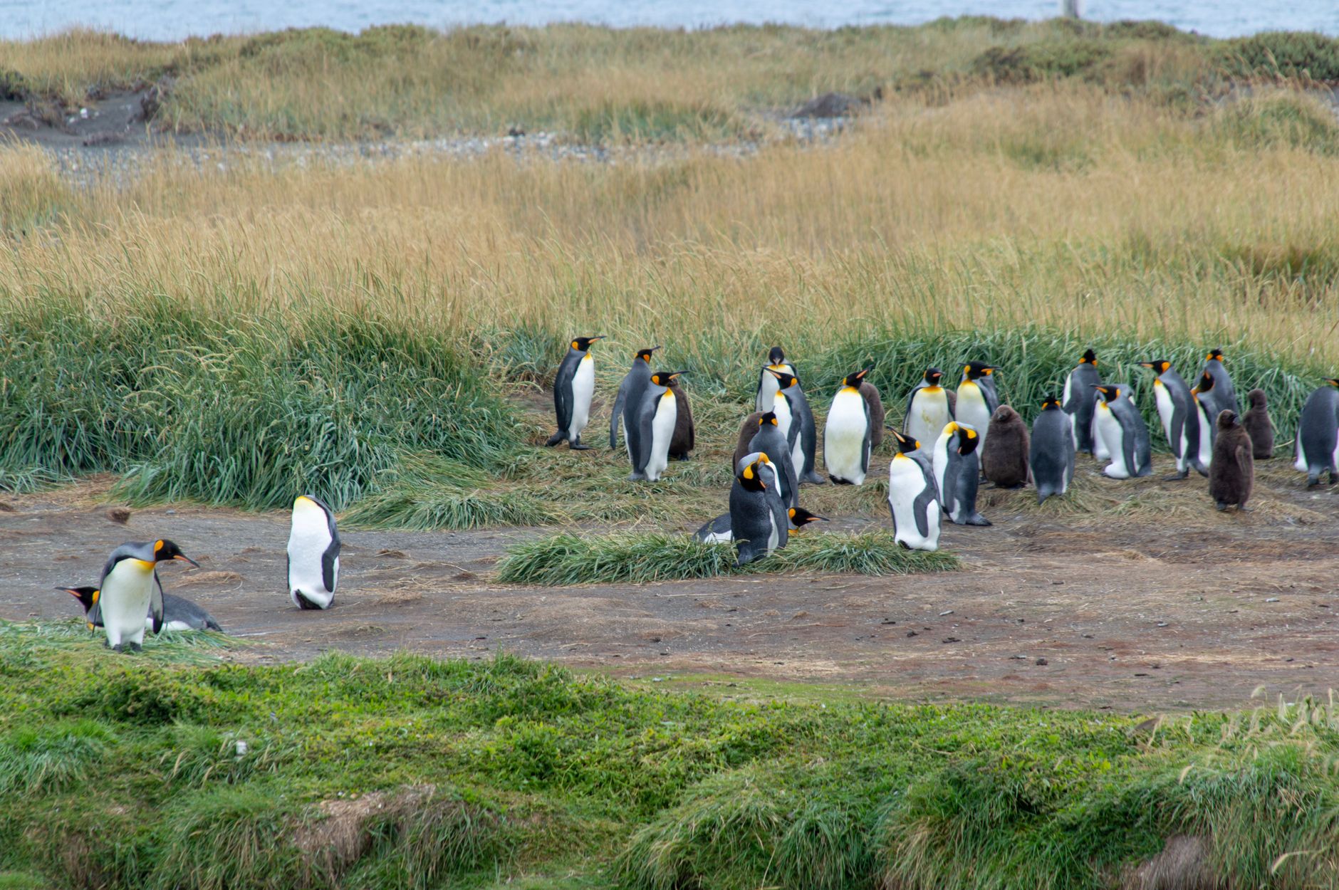King Penguins gathered in a grassy coastal area. Captured in vivid detail.