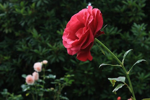 Red Flower Blooming in the Garden