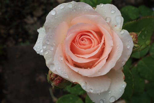 Pink Rose With Water Droplets