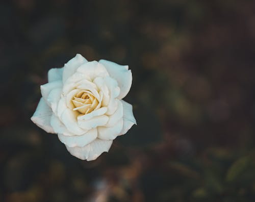 White Rose Flower in Bloom