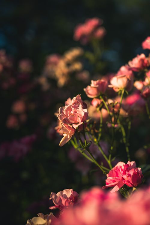 Free A serene close-up of pink roses basking in warm sunlight, showcasing natural beauty. Stock Photo