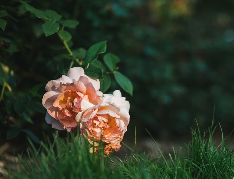 Peach Flowers In Bloom