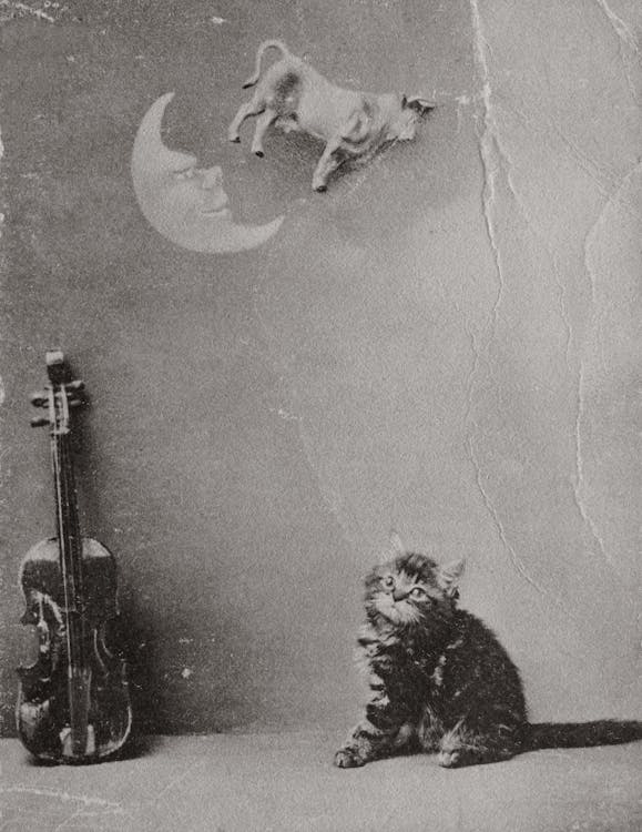 Foto stok gratis anak kucing, biola, bulan