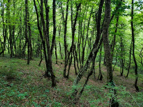 Immagine gratuita di alberi, boschetto, bosco