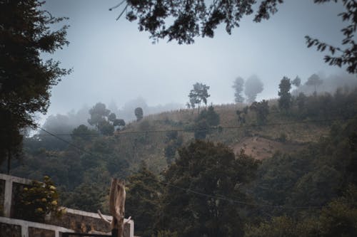 Free stock photo of adnveture in forest, foggy, thick fog