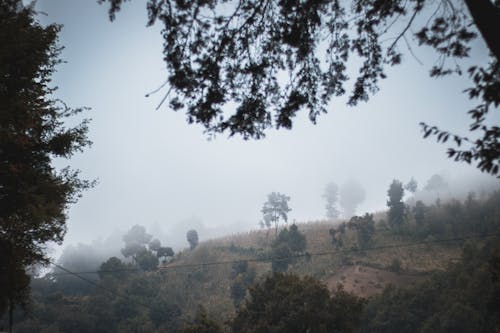 숲에서 adnveture, 안개 낀, 짙은 안개의 무료 스톡 사진