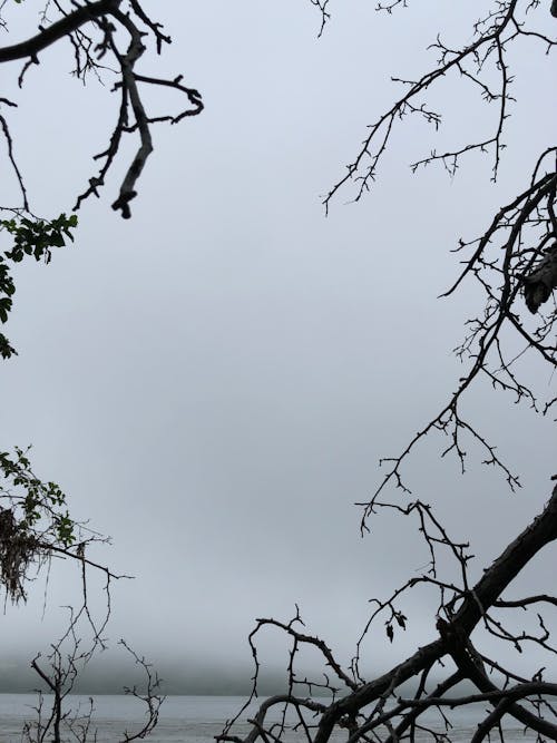 Grayscale Photo of Tree Branches