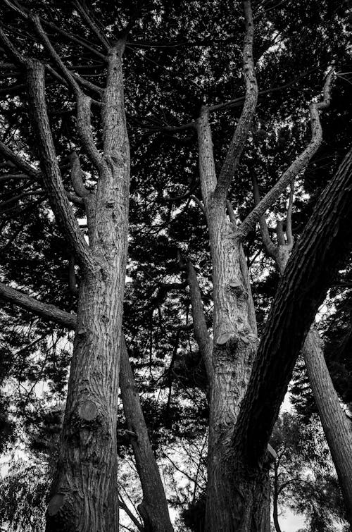 Tall Tree Trunks in Low Angle Photography