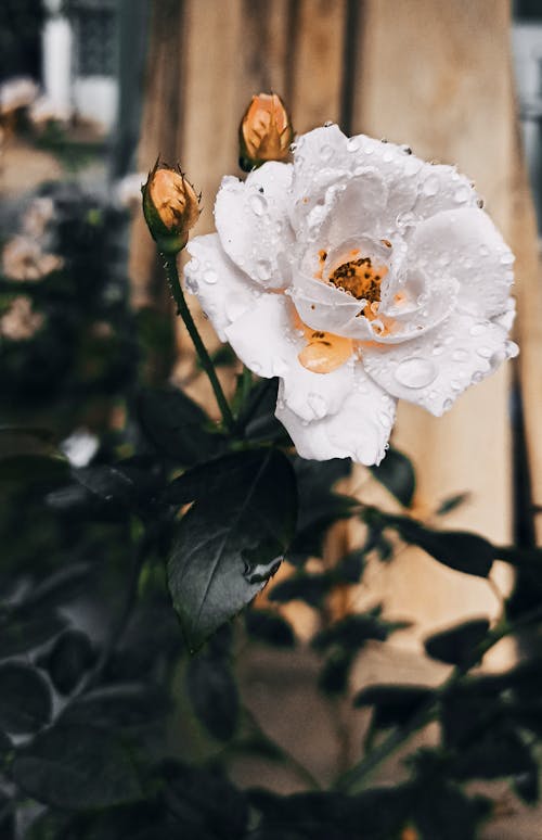 Free Close-Up Shot of a White Rose in Bloom Stock Photo