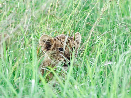 Little Tiger in Green Grass