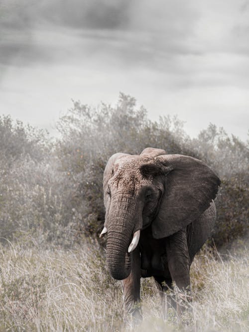 An Elephant on a Grassy Field