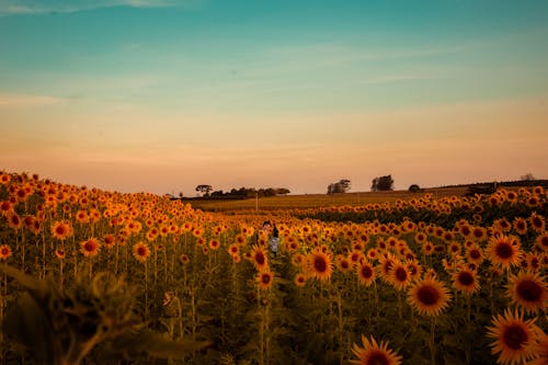Blooming Sunflowers in the Flower Field