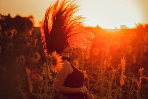 Free Woman Standing in a Sunflower Field with Flying Hair during Sunset Stock Photo