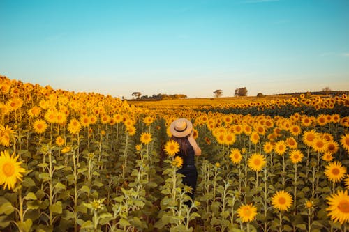 Free A Woman Walking on the Sunflower Field Stock Photo
