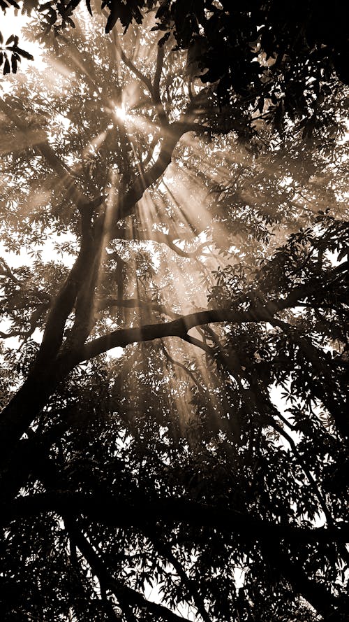 Безкоштовне стокове фото на тему «відділення, дерево, дерево манго» стокове фото