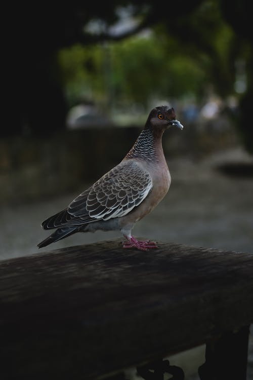 Grey and White Bird on Brown Wooden Table