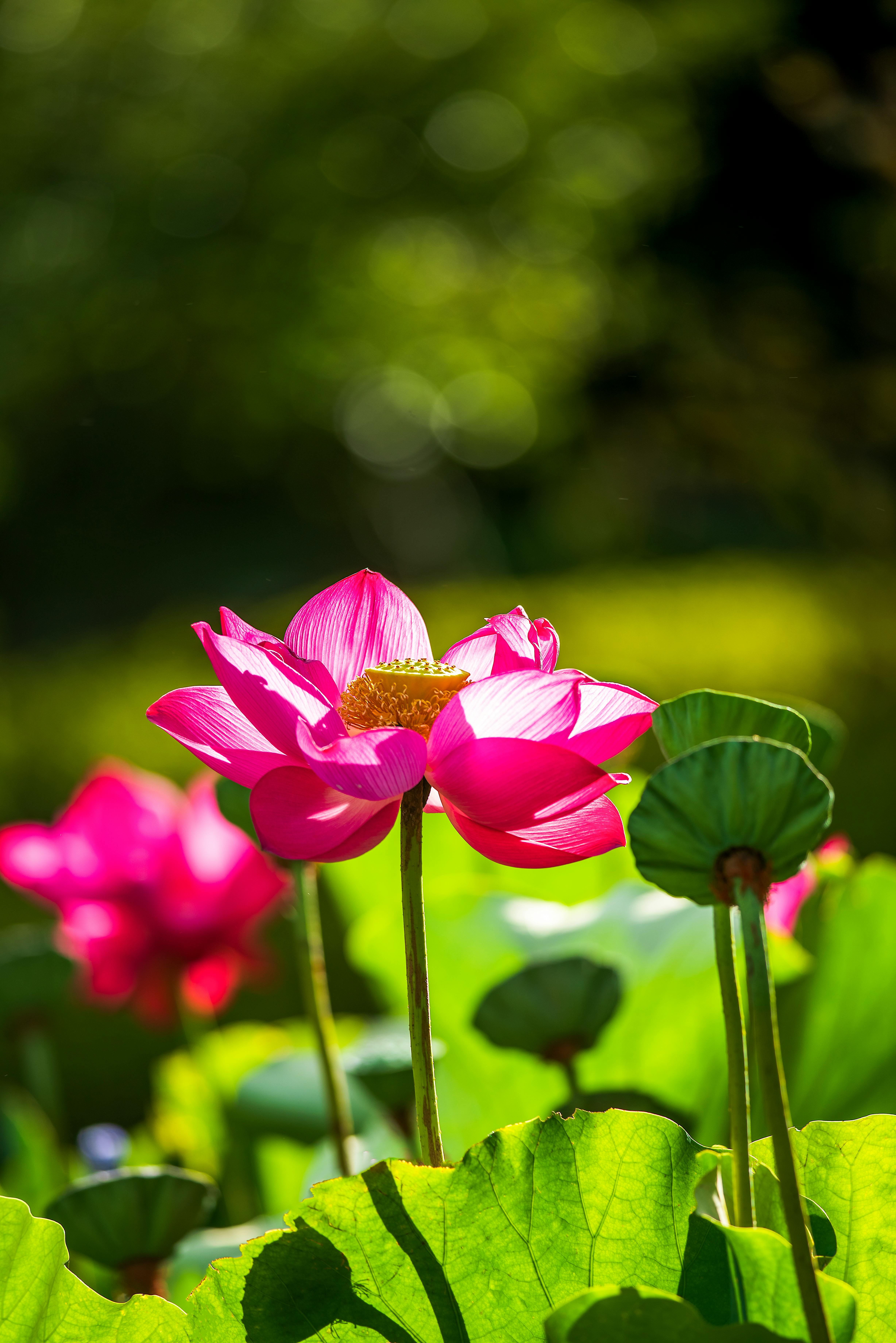 A Beautiful Lotus Flower and Seed Pods · Free Stock Photo