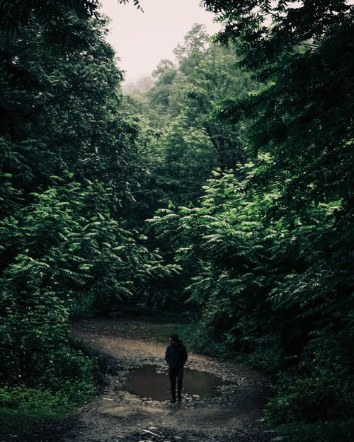 Free Person stands alone by a puddle on a forest trail, surrounded by dense greenery. Stock Photo