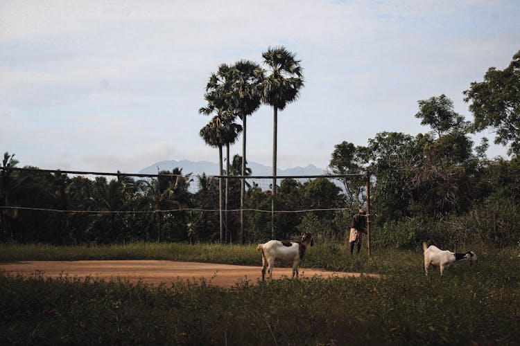 A Man Setting Up An Outdoor Volleyball Court