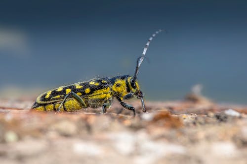 Yellow and Black Insect in Close Up Photography