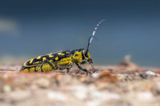 Macro shot of a longhorn beetle (Saperda) on tree bark. Perfect for insect enthusiasts.
