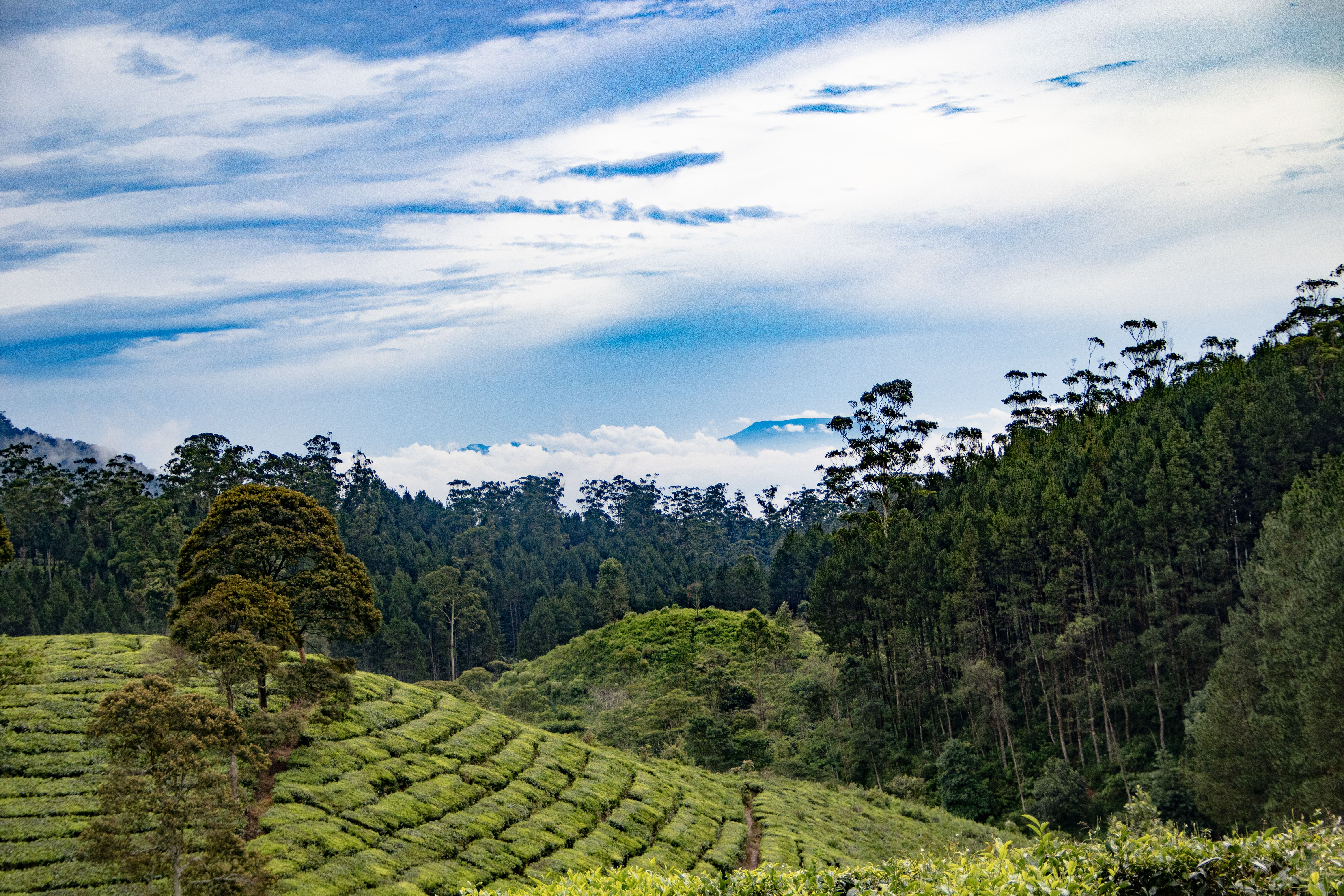 Green Trees Under the Blue Sky · Free Stock Photo