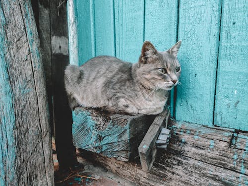Grey Tabby Cat on Wood